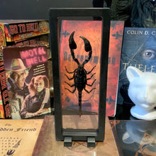 Load image into Gallery viewer, Scorpion Floating Frame