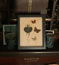 Load image into Gallery viewer, Draco Flying Lizard & Butterfly Friends