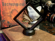 Load image into Gallery viewer, Zebra Swallowtail in Floating Mini Frame