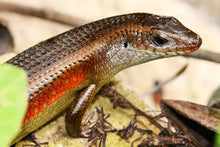 Load image into Gallery viewer, SUN SKINK SKULL