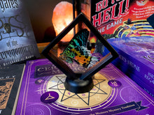 Load image into Gallery viewer, Sunset Moth Butterfly in Floating Mini Frame