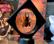 Load image into Gallery viewer, Stag Beetle Flying in Floating Mini Frame