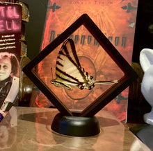 Load image into Gallery viewer, Zebra Swallowtail in Floating Mini Frame