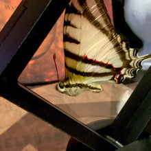 Load image into Gallery viewer, Zebra Swallowtail in Floating Mini Frame