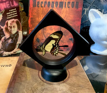 Load image into Gallery viewer, Yellow Swallowtail Butterfly in Floating Mini Frame