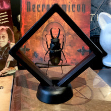 Load image into Gallery viewer, Stag Beetle in Floating Mini Frame
