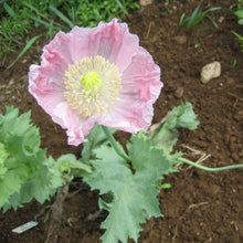 Load image into Gallery viewer, Breadseed Poppy - Seeds
