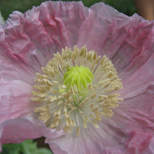 Load image into Gallery viewer, Breadseed Poppy - Seeds
