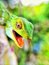 Load image into Gallery viewer, MANED FOREST LIZARD SKULL