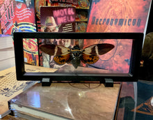 Load image into Gallery viewer, Giant Cicada - Angamiana floridula