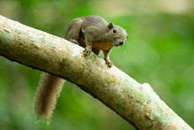 Load image into Gallery viewer, SQUIRREL SKULL