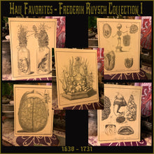 Load image into Gallery viewer, *Frederik Ruysch Collection I - 5 for $20