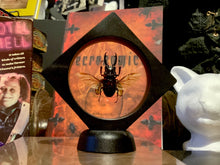 Load image into Gallery viewer, Stag Beetle Flying in Floating Mini Frame