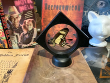 Load image into Gallery viewer, Yellow Swallowtail Butterfly in Floating Mini Frame