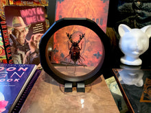 Load image into Gallery viewer, Large Whip Vinegar Scorpion Spider - Hypocnoctus rangunensis