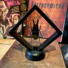 Load image into Gallery viewer, Stag Beetle in Floating Mini Frame