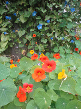 Load image into Gallery viewer, Glorious Gleam Nasturtium - Seeds