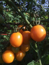 Load image into Gallery viewer, Honey Drop Cherry Tomato - Seeds
