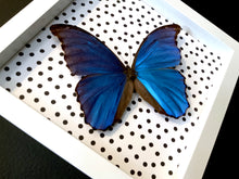 Load image into Gallery viewer, Morpho Butterfly with Polka Dots
