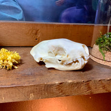 Load image into Gallery viewer, Raccoon Skull