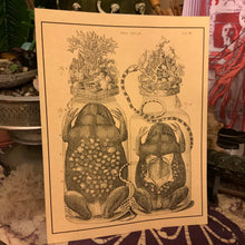 Load image into Gallery viewer, *Frederik Ruysch Collection II - 5 for $20