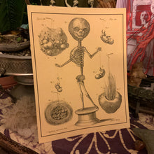 Load image into Gallery viewer, *Frederik Ruysch Collection II - 5 for $20