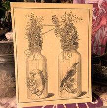 Load image into Gallery viewer, *Frederik Ruysch Collection I - 5 for $20