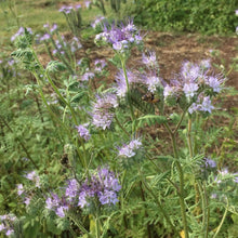Load image into Gallery viewer, Lacy Phacelia - Seeds
