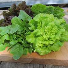 Load image into Gallery viewer, Little Gem Lettuce Mix - Seeds
