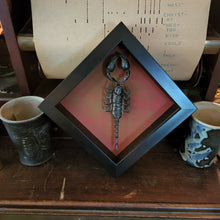 Load image into Gallery viewer, Scorpion 6x6