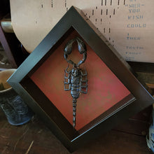Load image into Gallery viewer, Scorpion 6x6