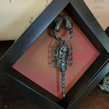 Load image into Gallery viewer, Scorpion 6x6