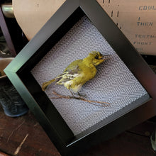 Load image into Gallery viewer, Aegithina tiphia - Common Iora Bird