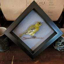 Load image into Gallery viewer, Aegithina tiphia - Common Iora Bird
