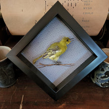 Load image into Gallery viewer, Aegithina tiphia - Common Iora Bird