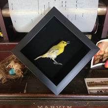 Load image into Gallery viewer, Aegithina tiphia - Common Iora