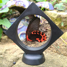 Load image into Gallery viewer, Papilio rumanzovia semperinus - Scarlet mormone