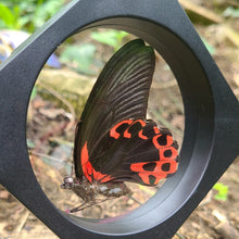 Load image into Gallery viewer, Papilio rumanzovia semperinus - Scarlet mormone
