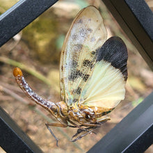 Load image into Gallery viewer, Pyrops astarte - Lantern-Fly