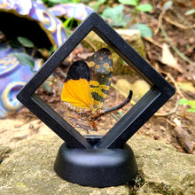 Load image into Gallery viewer, Pyrops spinolae - Lantern-Fly