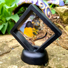 Load image into Gallery viewer, Pyrops spinolae - Lantern-Fly