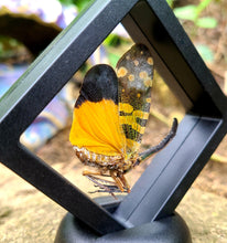 Load image into Gallery viewer, Pyrops spinolae - Lantern-Fly