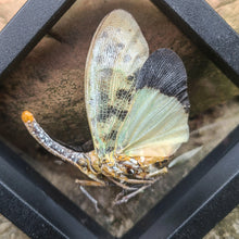 Load image into Gallery viewer, Pyrops astarte - Lantern-Fly
