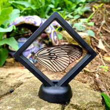 Load image into Gallery viewer, Idea blanchardi kuhni Butterfly