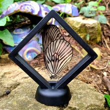 Load image into Gallery viewer, Idea blanchardi kuhni Butterfly