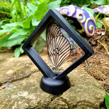 Load image into Gallery viewer, Idea blanchardi kuhni Butterfly