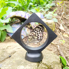 Load image into Gallery viewer, Idea leuconoe obscura Butterfly