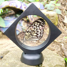 Load image into Gallery viewer, Idea leuconoe obscura Butterfly