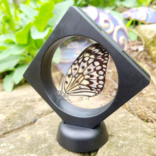 Load image into Gallery viewer, Idea leuconoe obscura Butterfly