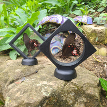 Load image into Gallery viewer, Papilio isidorus Butterfly - Swallowtail